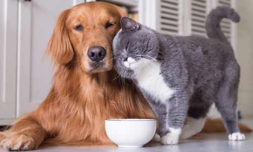 Страхование кошек и собак
